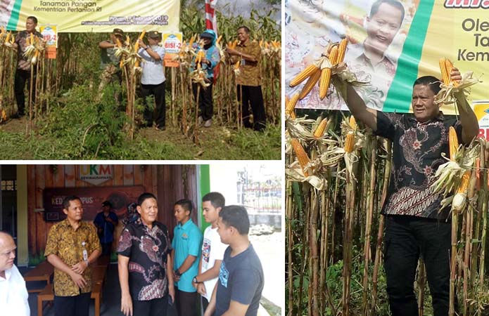 Jarak Tanam Jagung, Dirjen Gatot Usul 100 Ribu Batang per Hektar